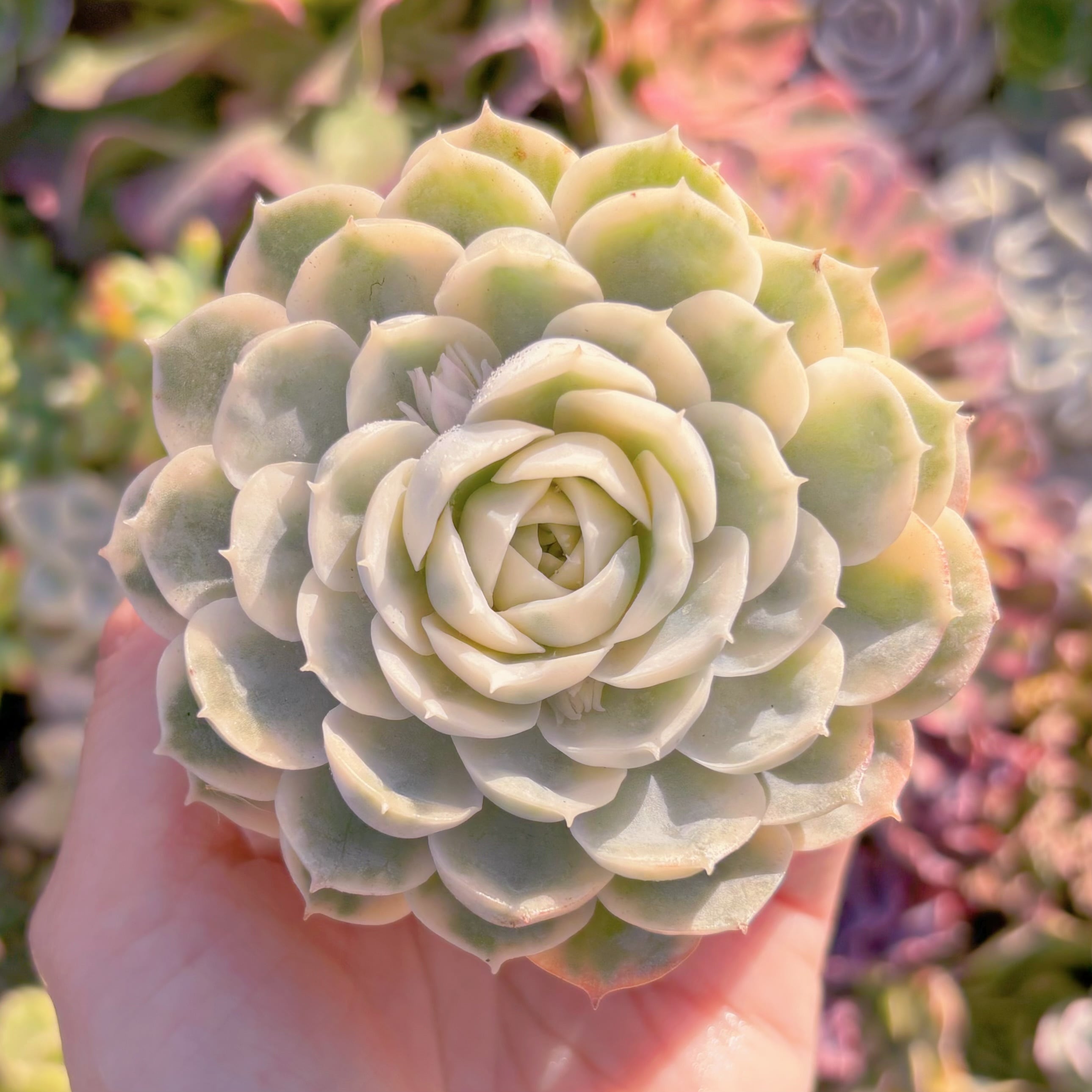 現品　オンスロー錦#M044　るる農園