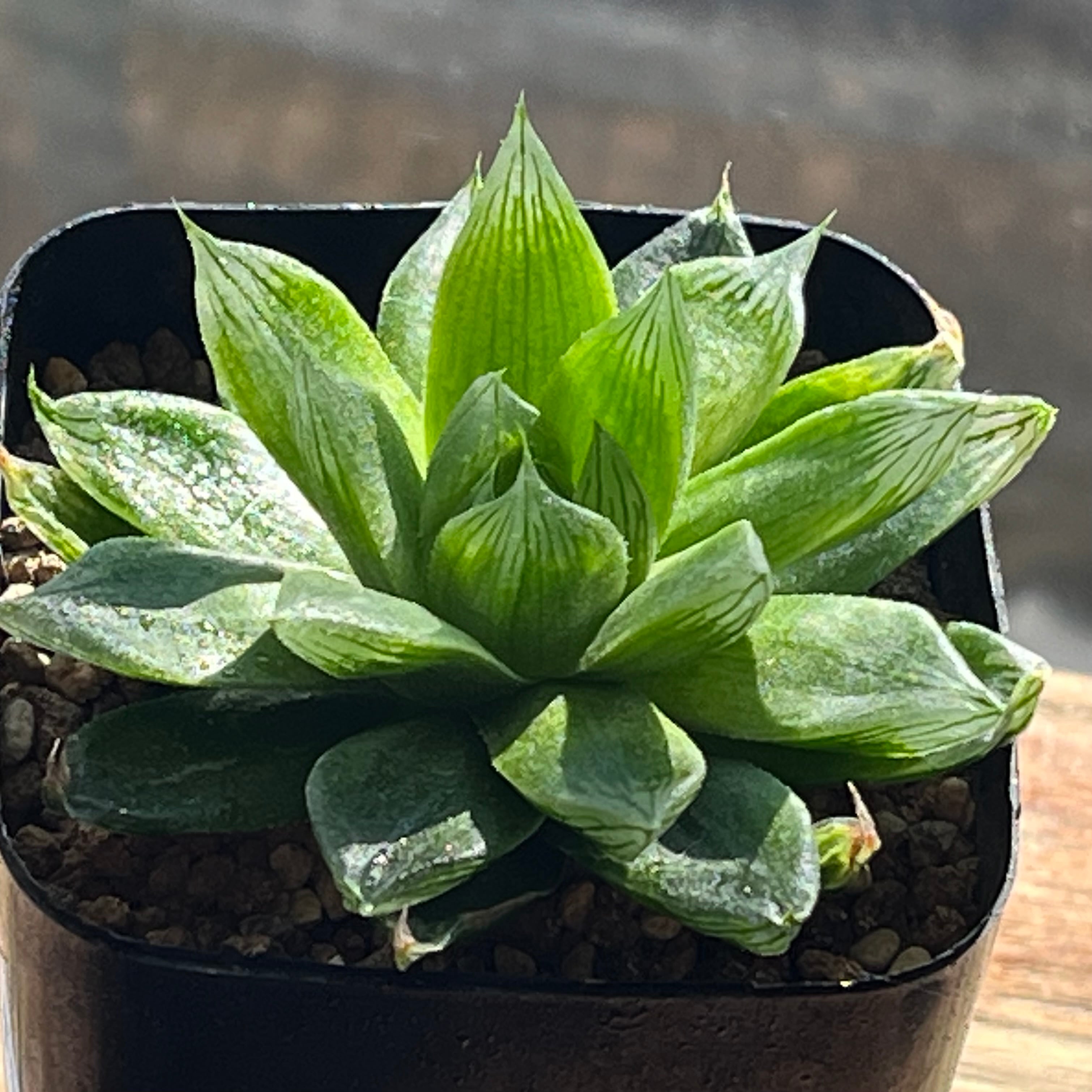 ハオルチア スターズフェアリー | mocono_plants