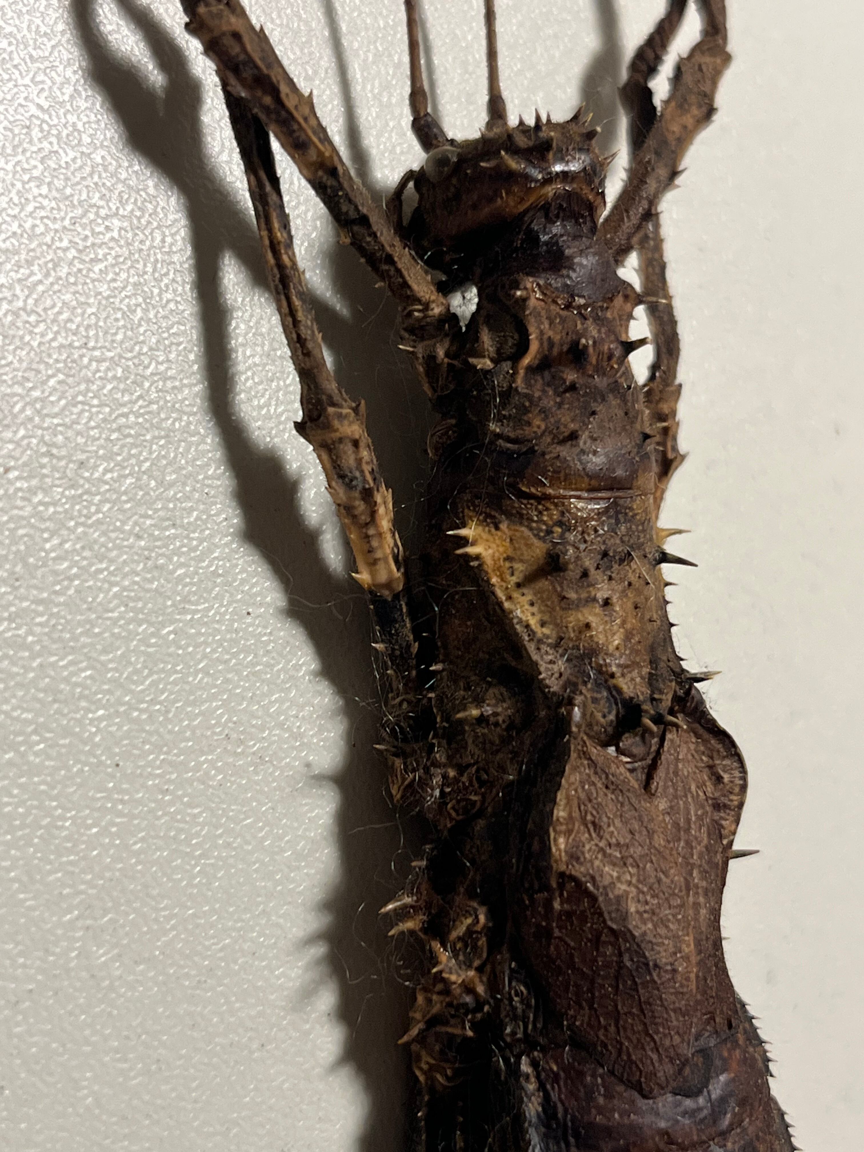 113mm】Haaniella echinataナナフシコノハムシカマキリマンティス