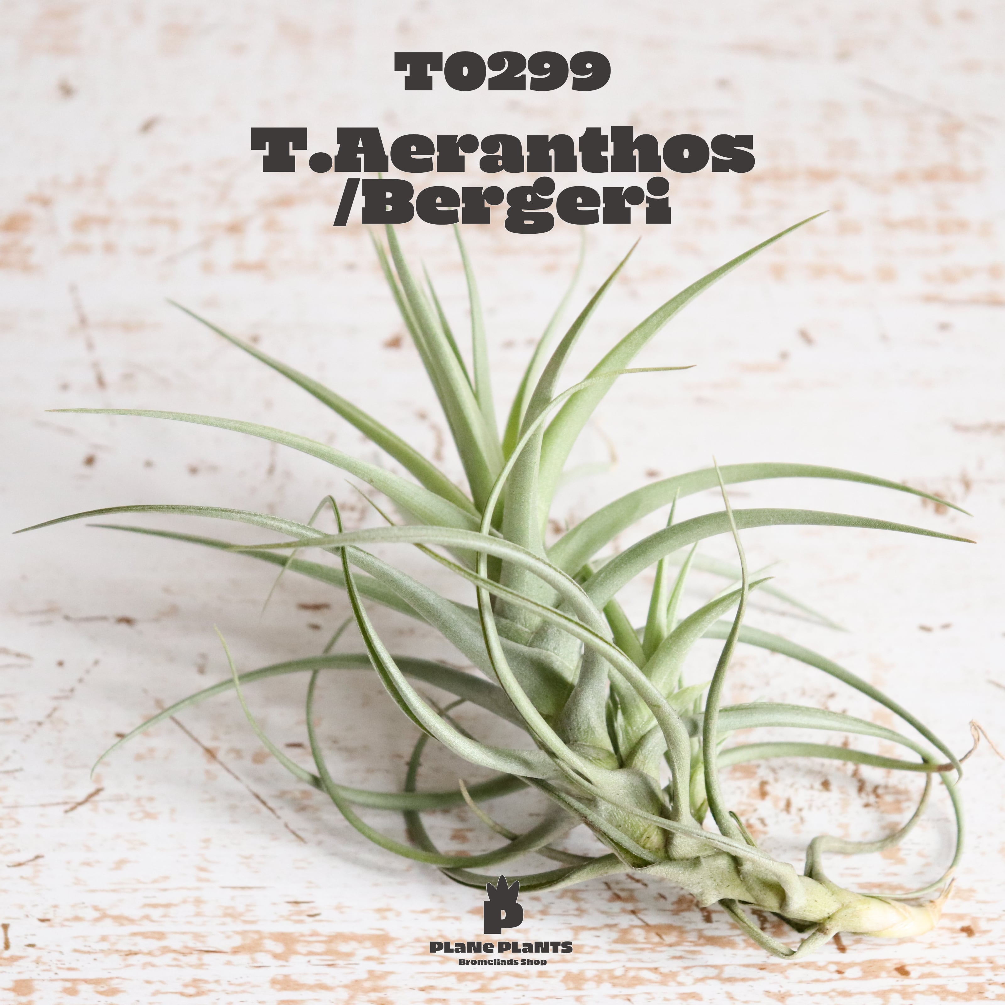 【送料無料】アエラントス/ベルゲリ〔エアプランツ〕現品発送T0299