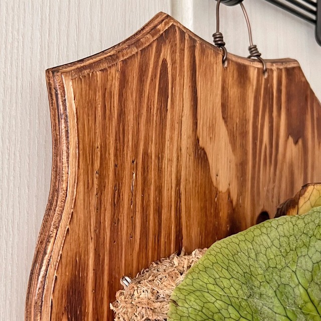ビカクシダ グランデ 板付 【観葉植物 壁掛け コウモリラン】