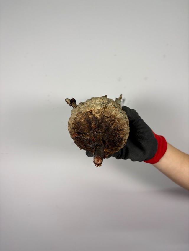 F155 現地発根株 オペルクリカリア パキプス 6/15 入荷 Operculicarya pachypus 塊根植物 現地球
