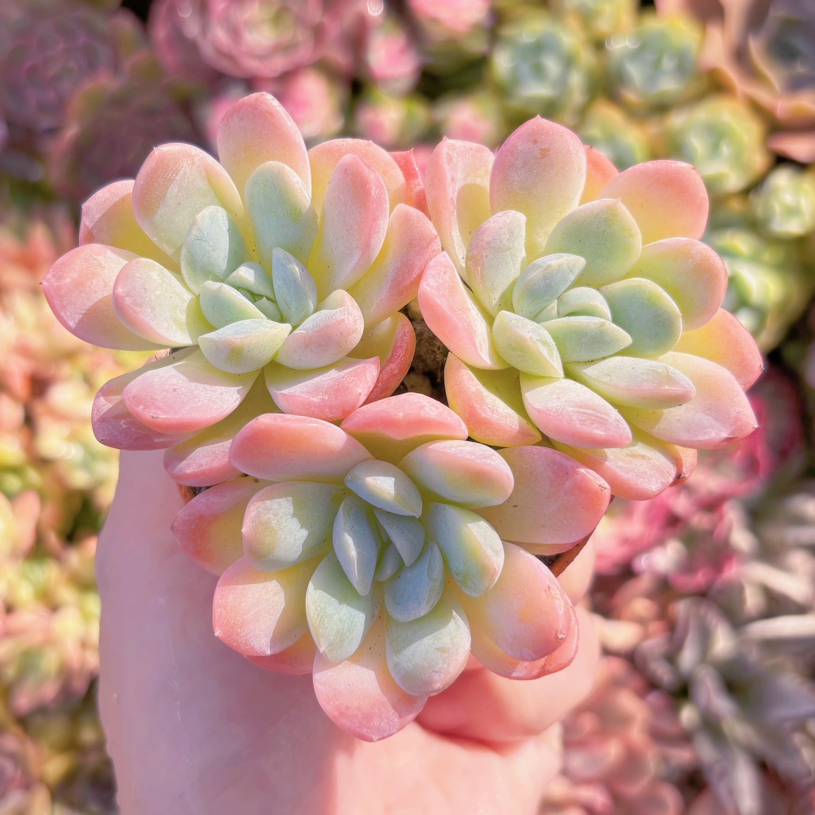 多肉植物　苺大福　群生　新入荷　るる農園