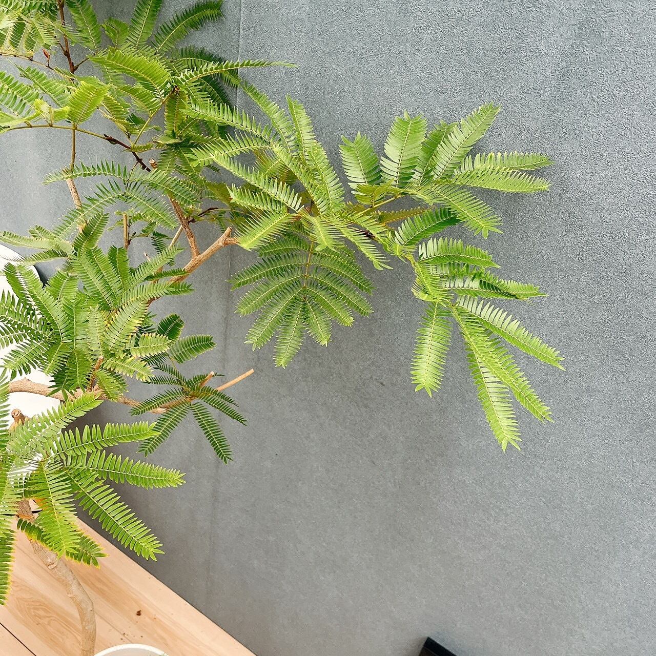 現品］5番 エバーフレッシュ 曲がり 8号 観葉植物 室内 大型 人気