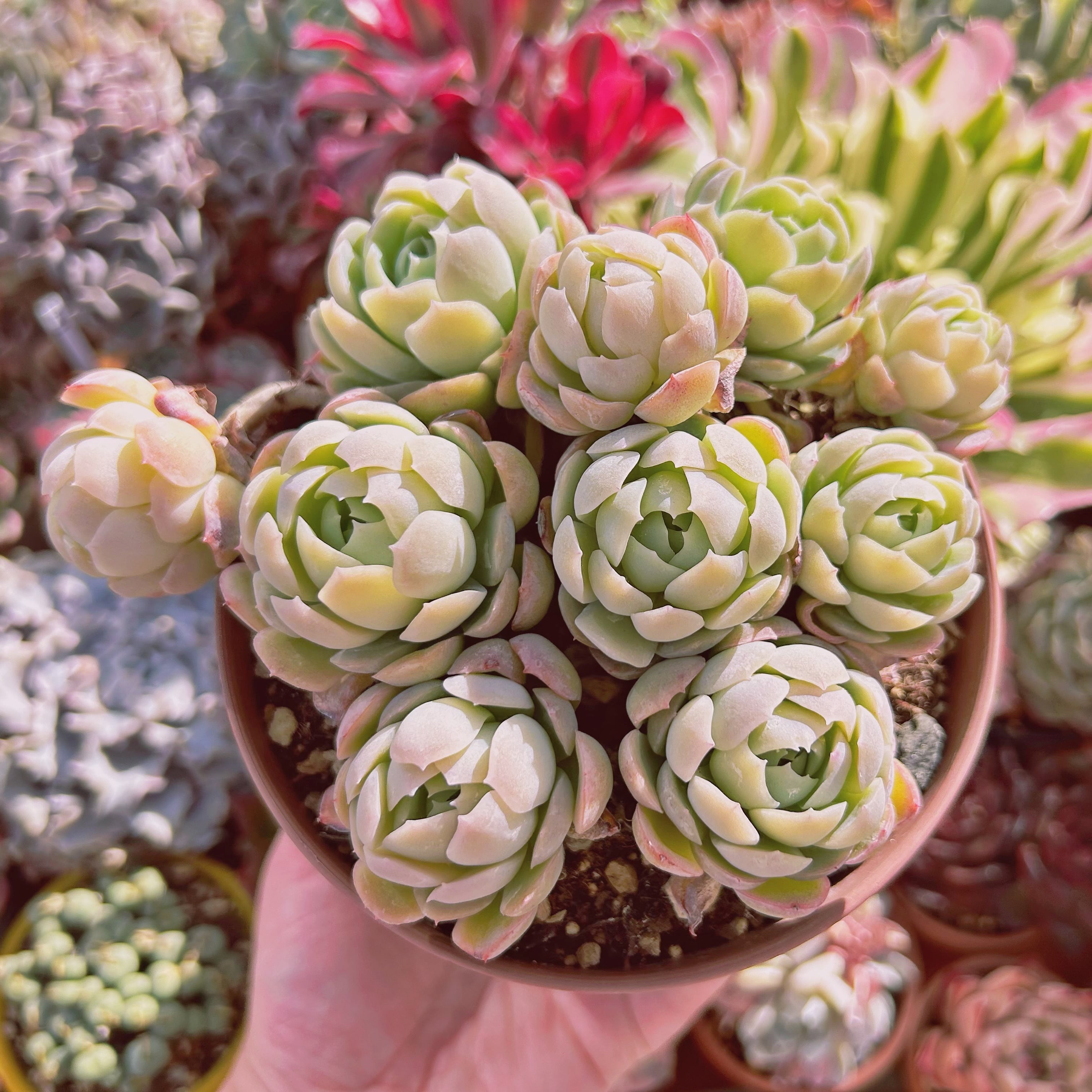 #240現物　多肉植物　 クリームベリー　特大　抜き苗