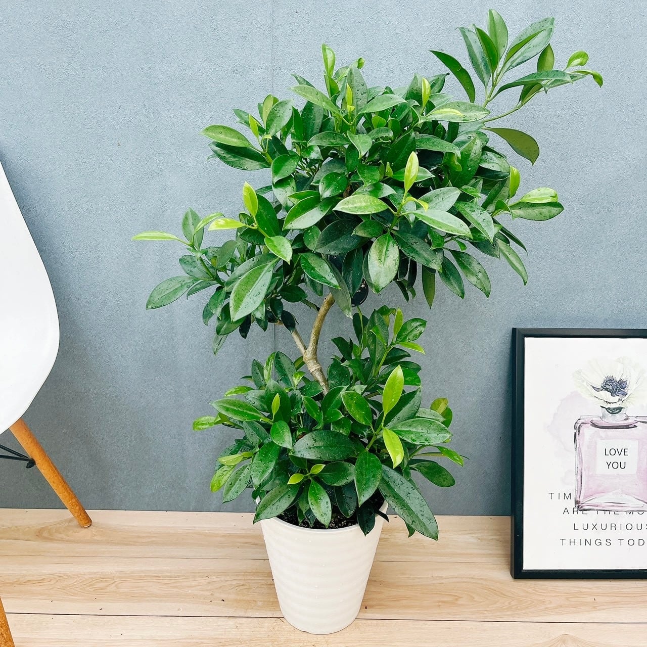 現品］【希少】14番 ドラセナ コンシンネ マジナータゴールド 8号 観葉