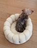 予約【azalea】New Stripe Canelé Cushion (Yellow)