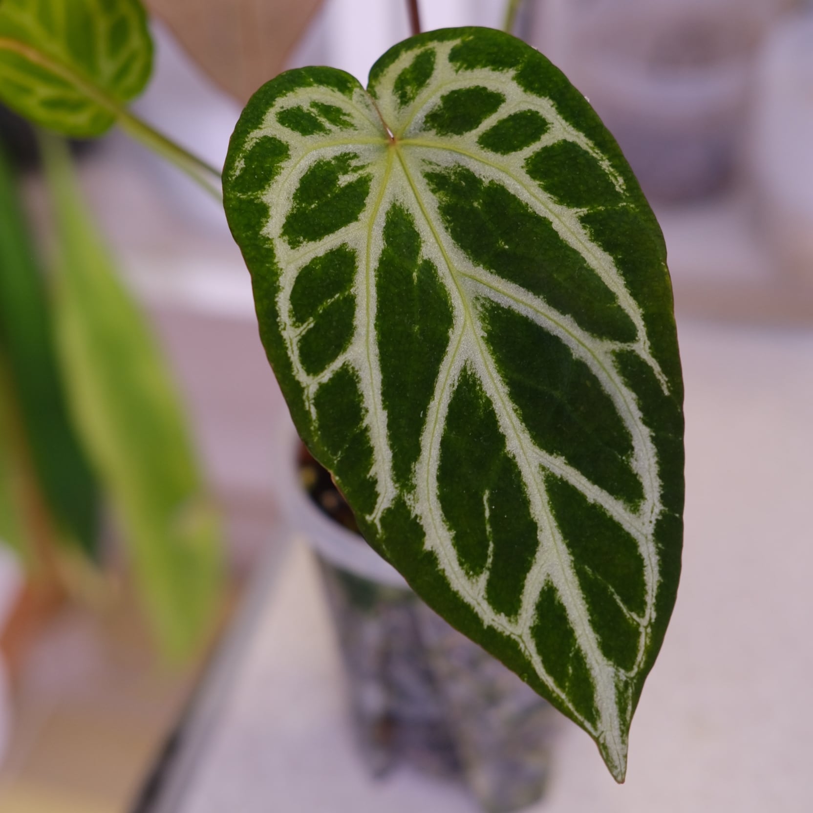 選抜】Red Crystallinum × Silver Blush│アンスリウム・レッド