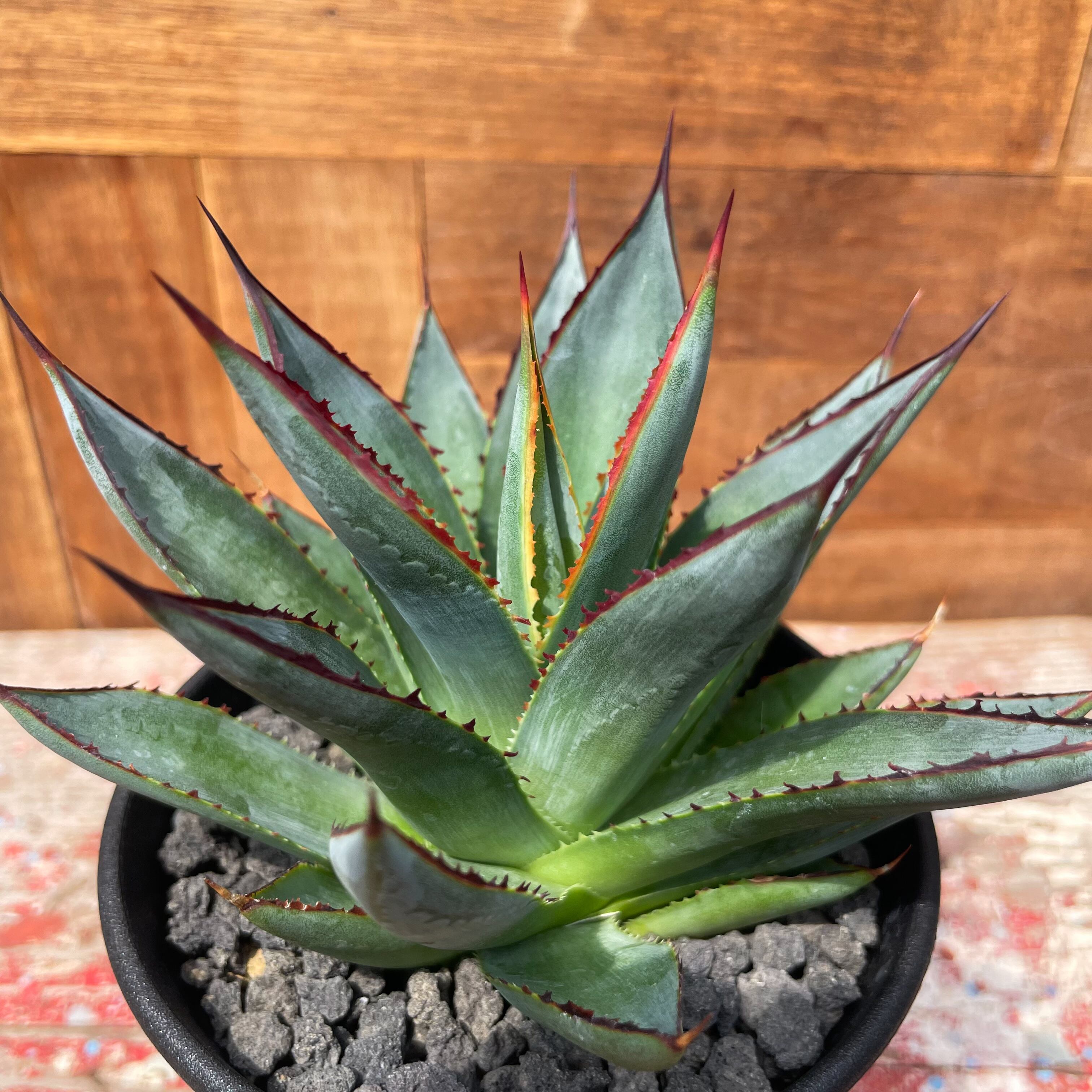 アガベ ブルーグロー 大株 テラコッタ付 虹色に輝く綺麗なアガベ 多肉