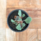 Othonna armiana【オトンナ・アルミアナ・実生】