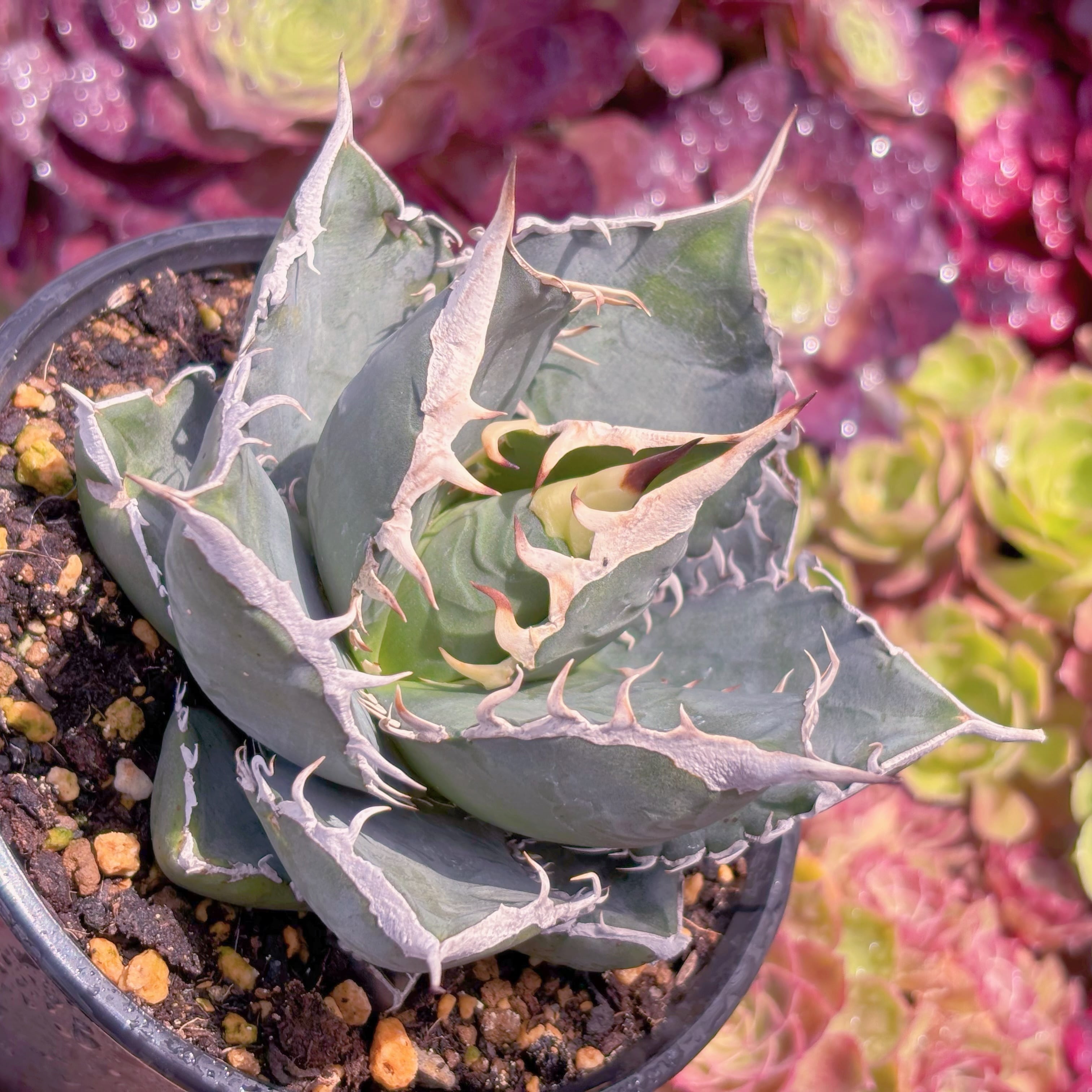 現品　アガベ　Agave titanota SAD#K117　新入荷　るる農園
