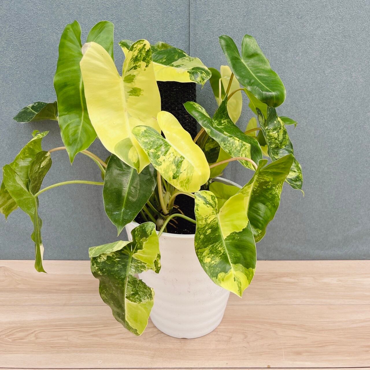 在庫］【希少】モンステラ デリシオーサ 斑入り 観葉植物 レア 室内