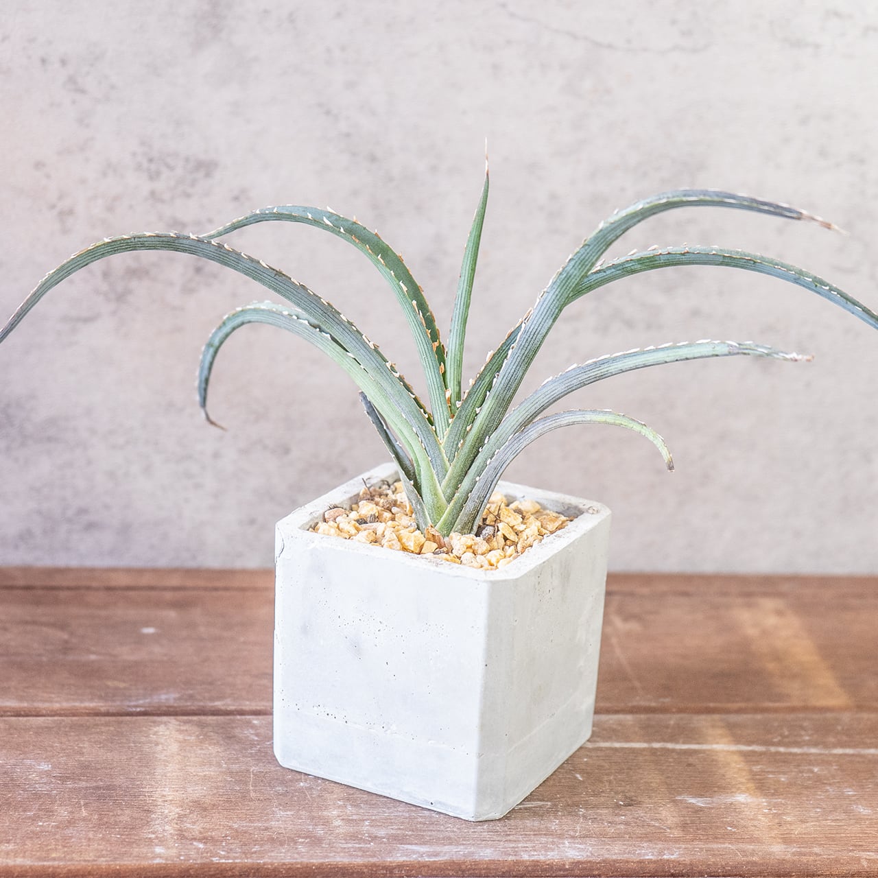 緩やかにカーブを描き放射状に伸びる葉が美しいキシロアカンサ。一株ごとの厳選仕入れだからこそ出会える、均整の取れた極上のシルエット。｜虫発生抑制｜送料全国一律850円