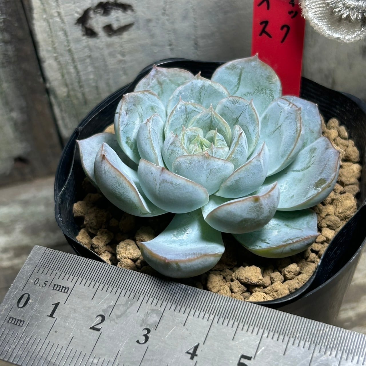 アークティックアイス | RuPo 多肉植物専門店