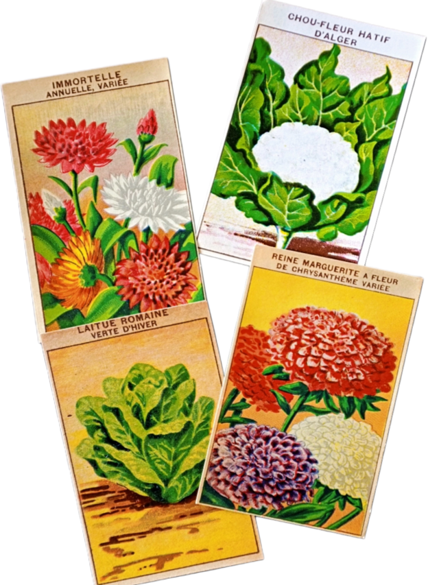 20s フランス ４set 膨満な花々と野菜たち 種子袋用ラベルg アンティーク