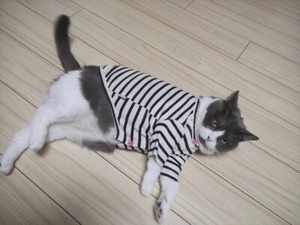 【PET】黒白ボーダー柄のワッフル生地Tシャツ