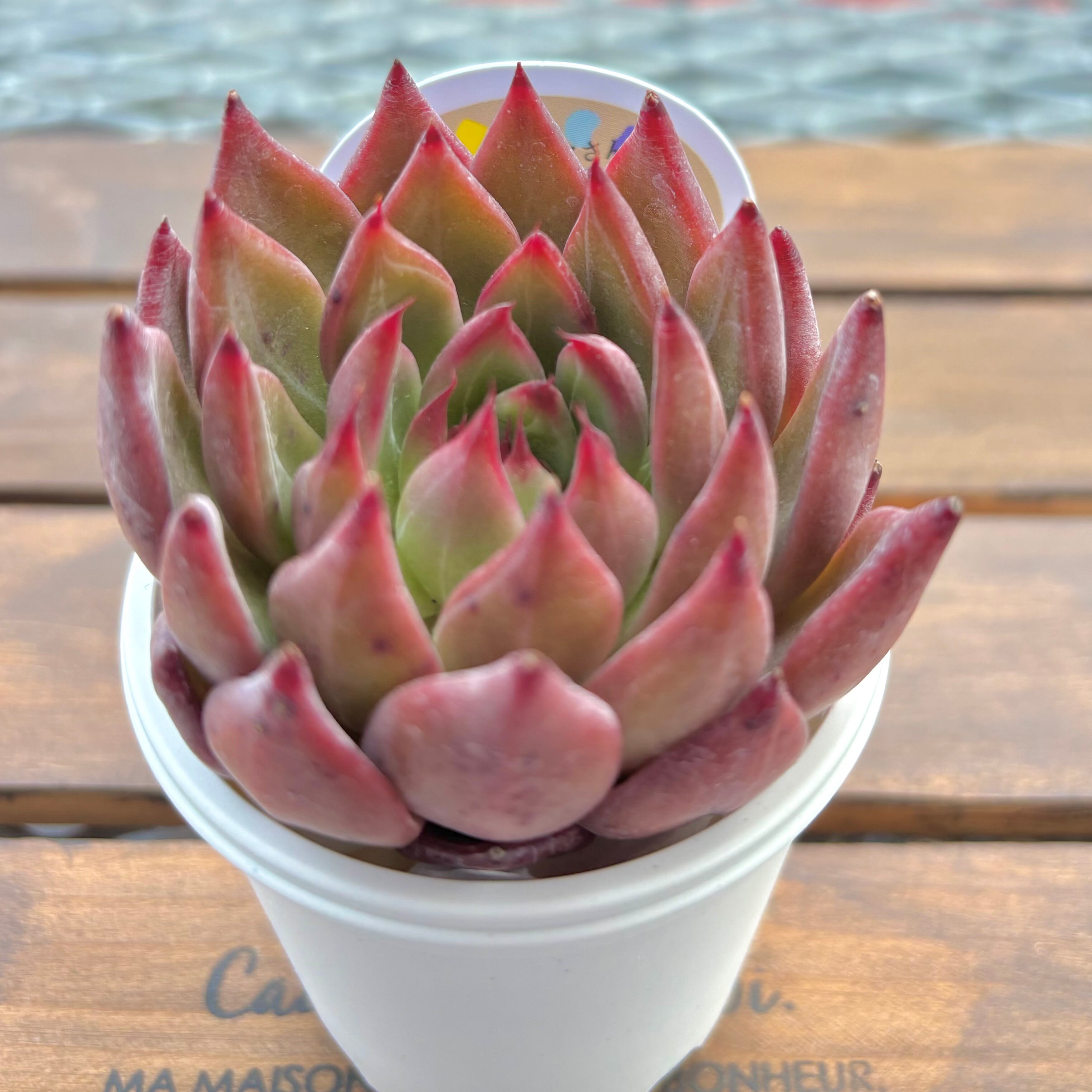 ようせいのしっぽ