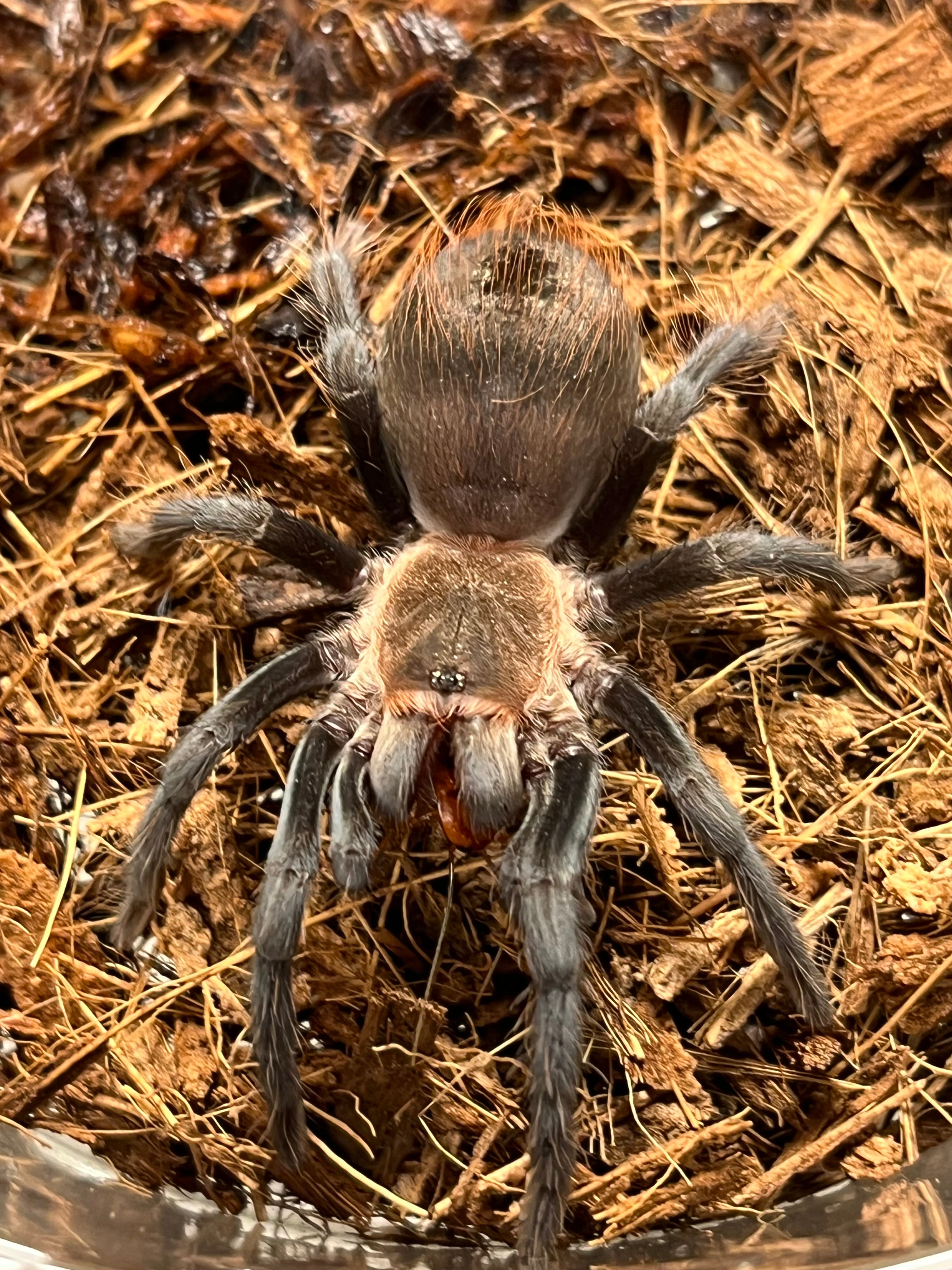 バードイーター | オモニキチュウ