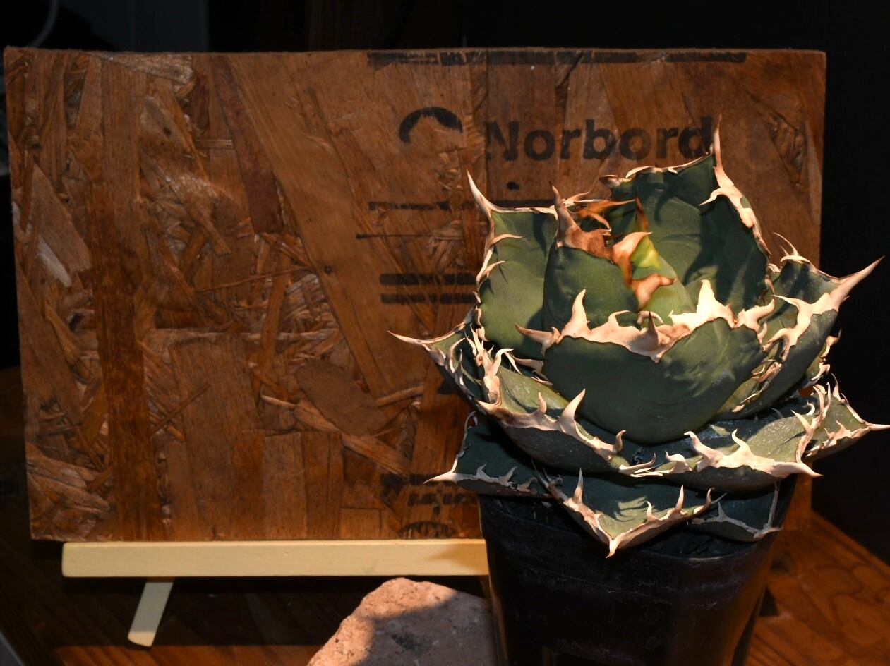 Agave titanota 'Flame'烈焔 逆刺 #2 | Pay ID Agave titanota 'Flame'烈焔 逆刺 #2 | Pay ID