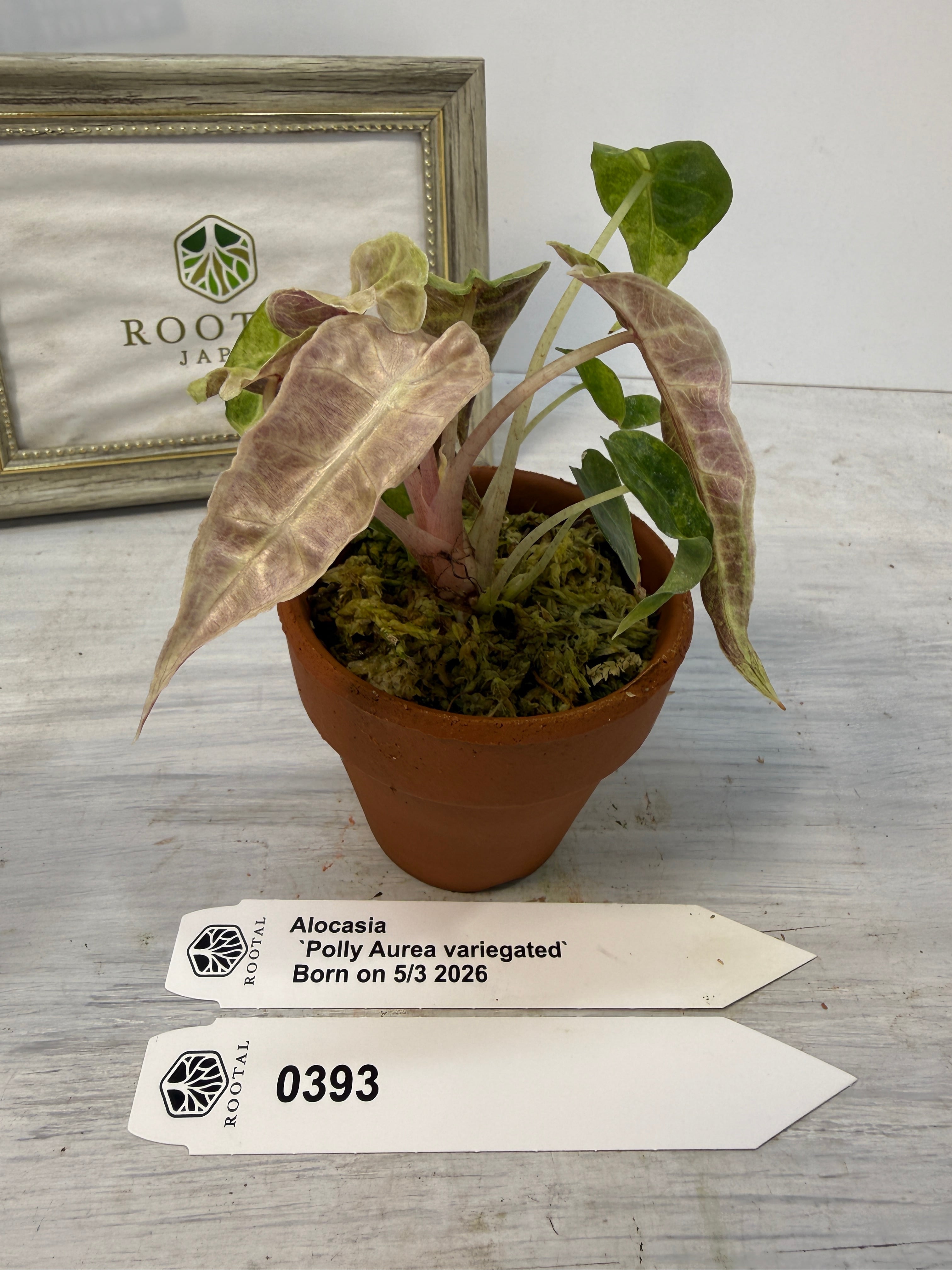 アロカシア | ROOTALPLANTS