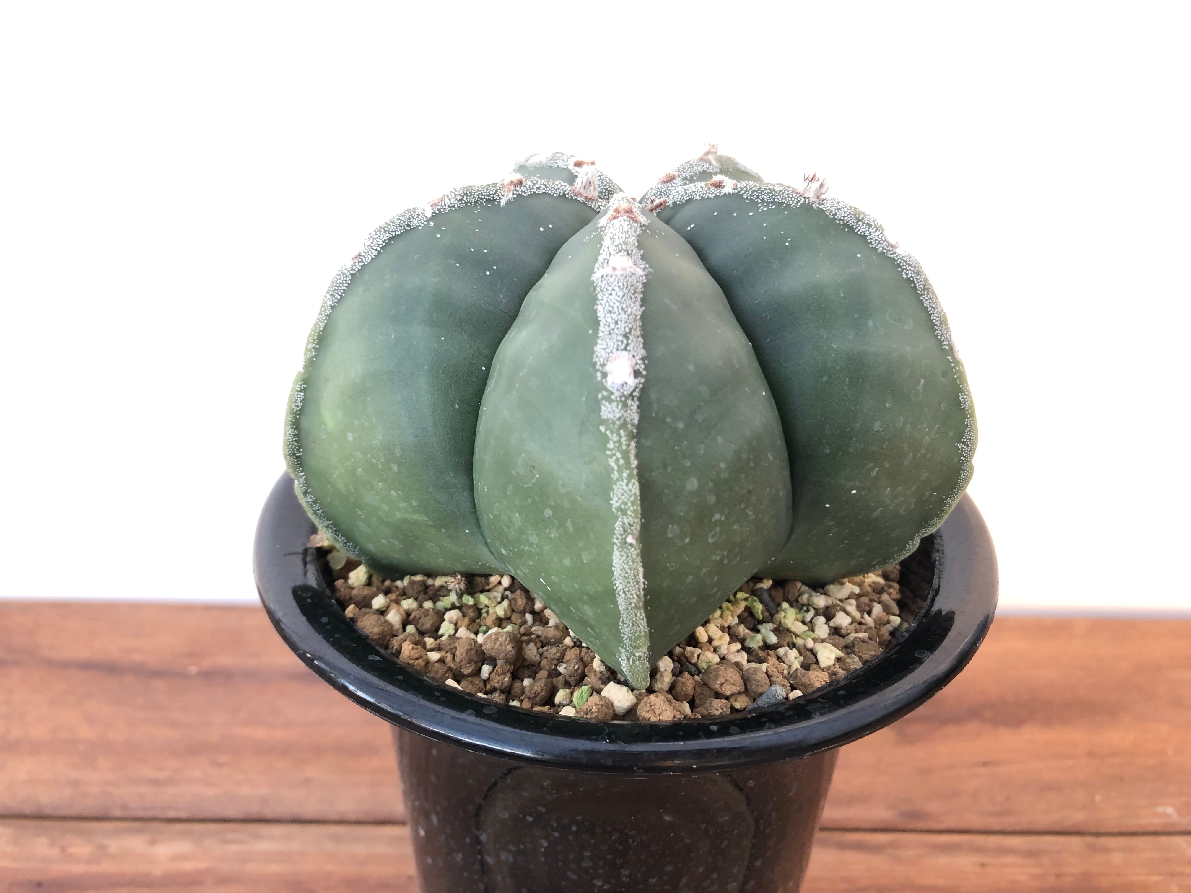 Astrophytum　アストロフィツム　ランポー玉　朝霧タイプ　サボテン | plants MARU ー 多肉植物・サボテン・園芸グッズのお店 ー  powered by BASE