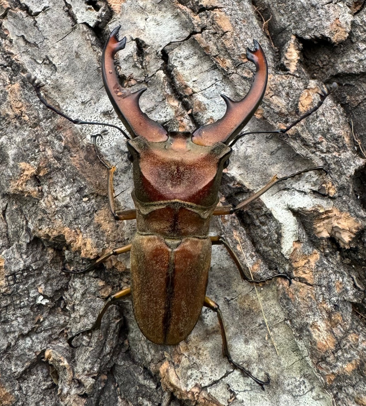 【WD】《ズベールホソアカ イロコスノルテ産 51mm A’品ペア》