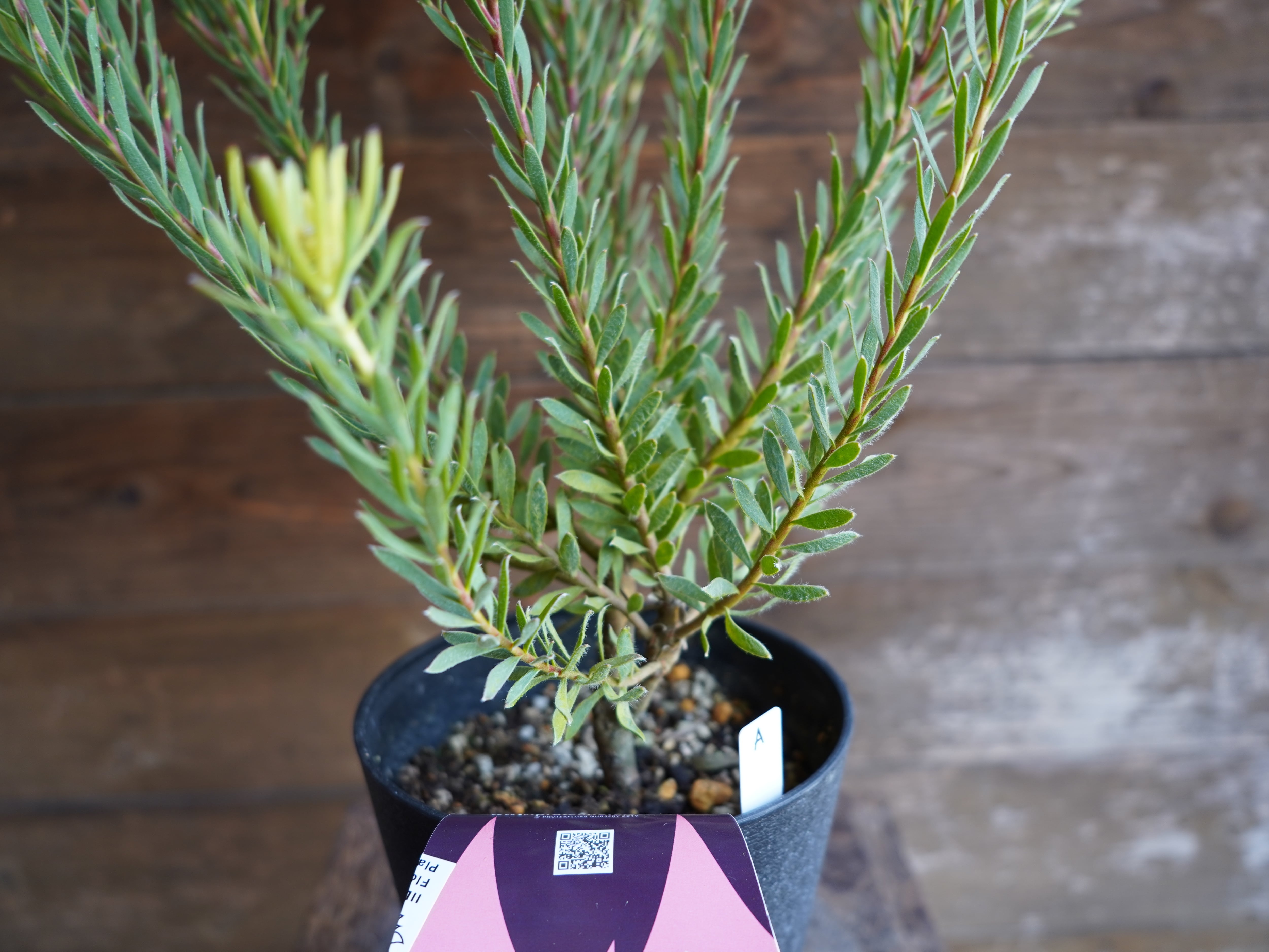 【現物】リューカデンドロン　”Strawberry Fair”　A