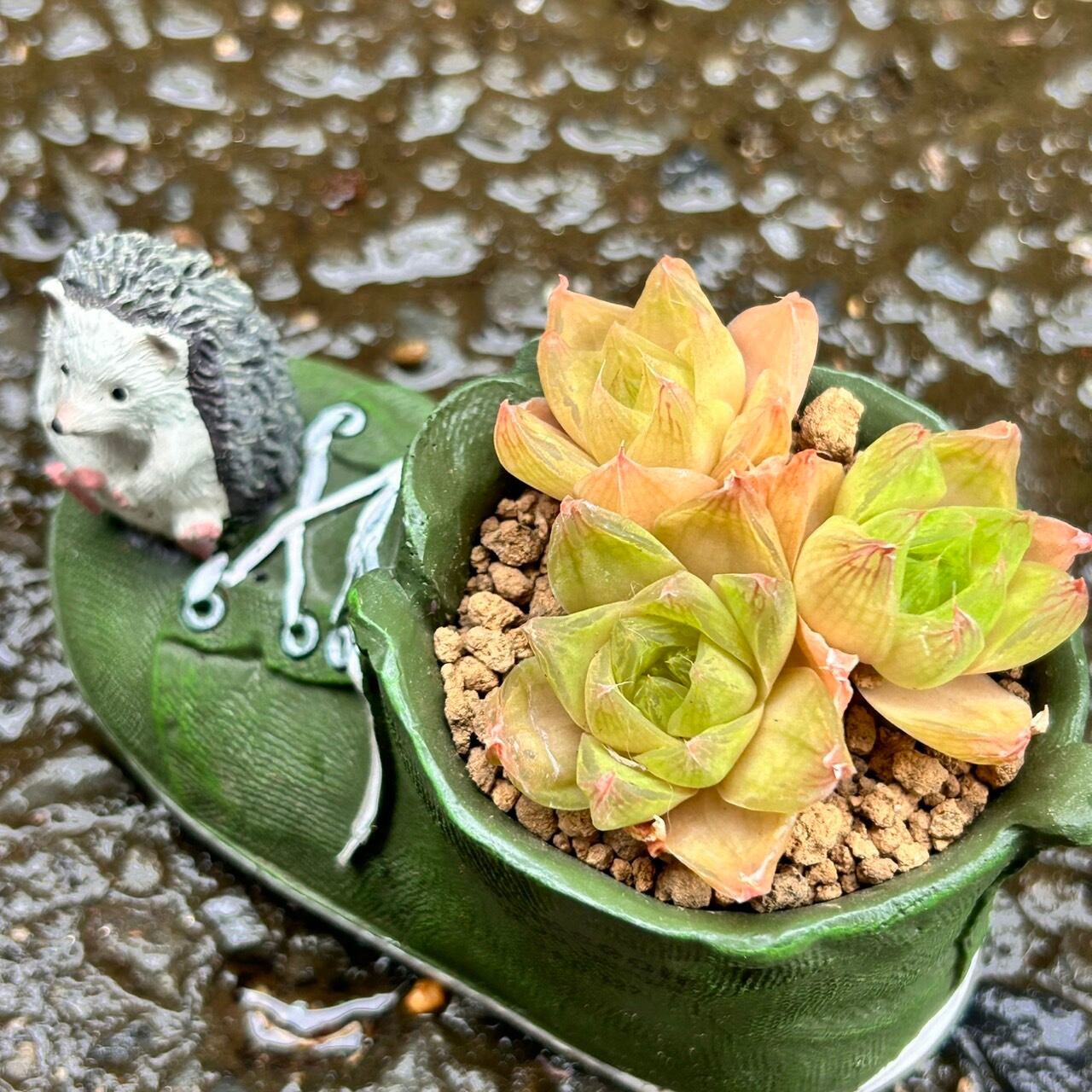 T)ハオルチア入りハリネズミ鉢 | RuPo 多肉植物専門店