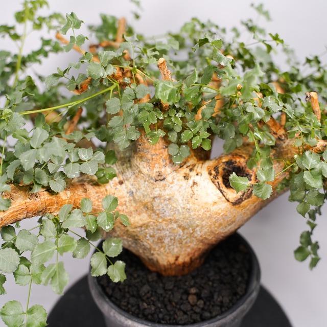 F55 コミフォラ サクシコラ  発根済 現地球