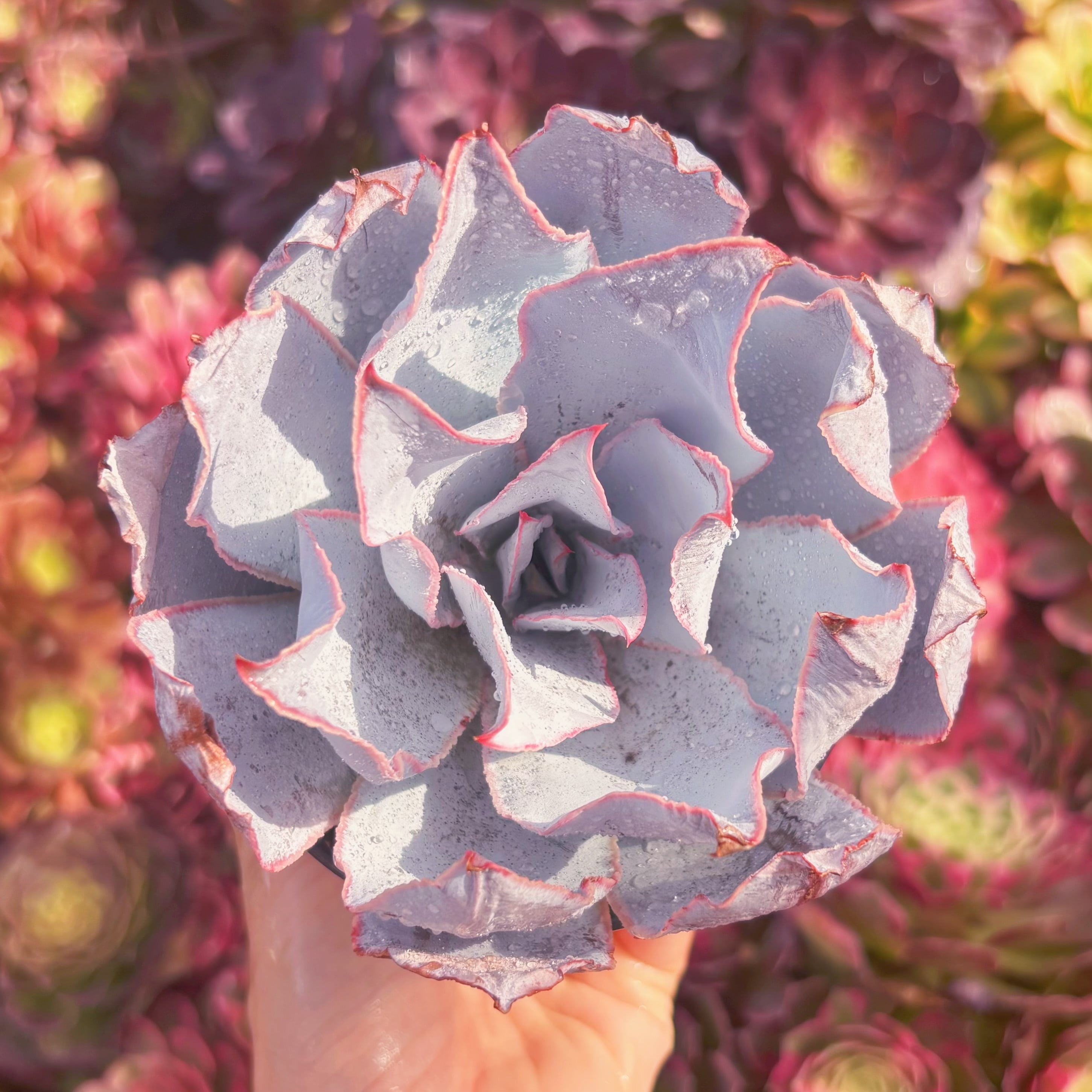 現品　カンテ#M208　新入荷　るる農園