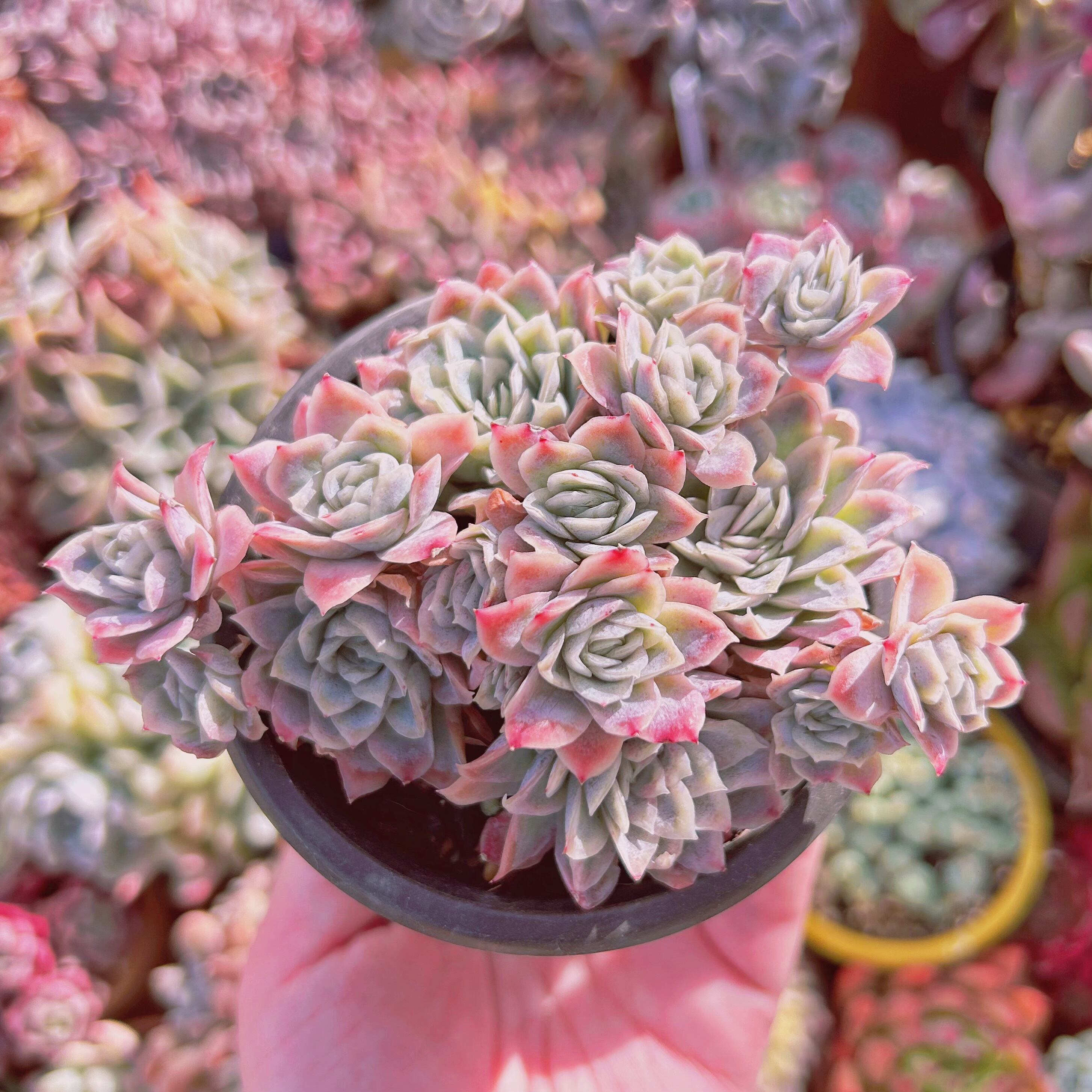 #232現物　多肉植物　クィーンローズ覆輪錦　抜き苗