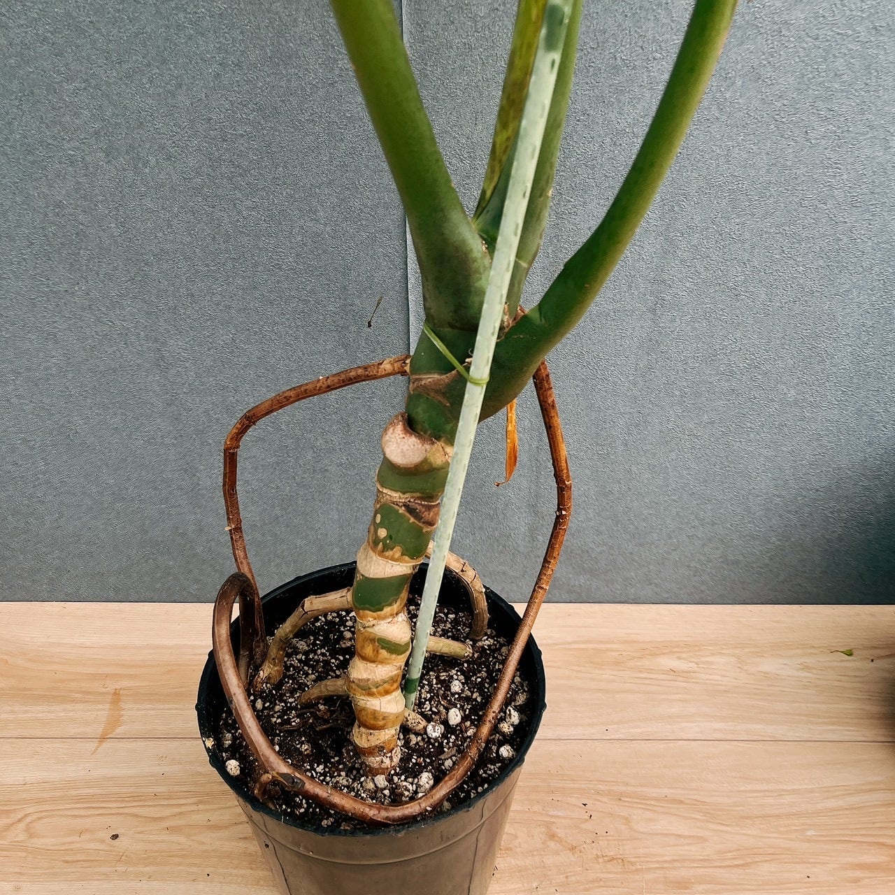 現品］28番 モンステラ デリシオーサ 幹上がり 8号 観葉植物 室内 大型