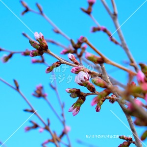 咲きかけの桜と青空　Blooming cherry blossoms and blue sky