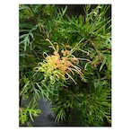 Grevillea 'Peaches and Cream'