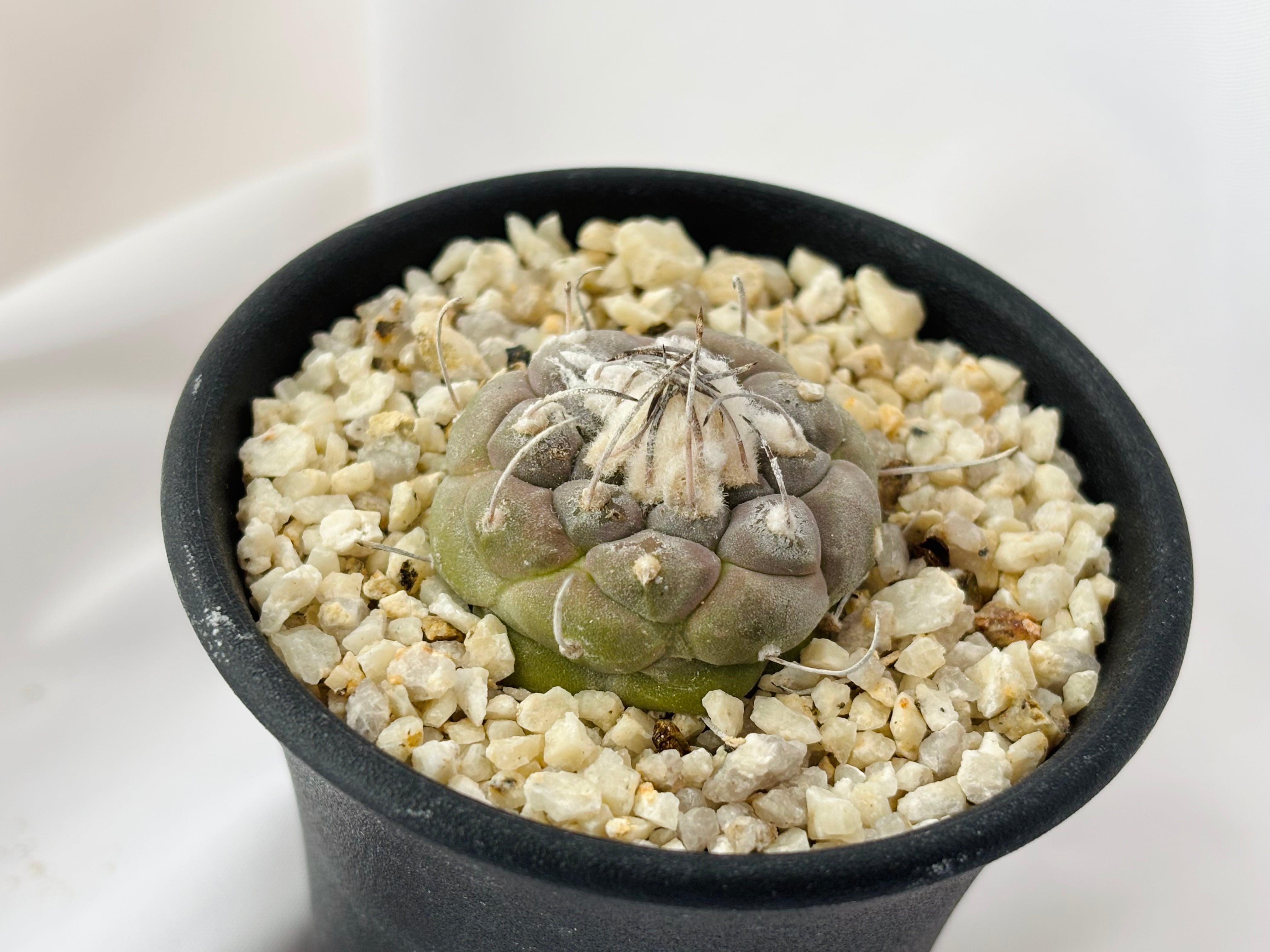 サボテン　ツルビニカルプス　ハウエルニギー　国内実生 Turbinicarpus jauernigii ツルビニカルプス ハウエルニギー サボテン