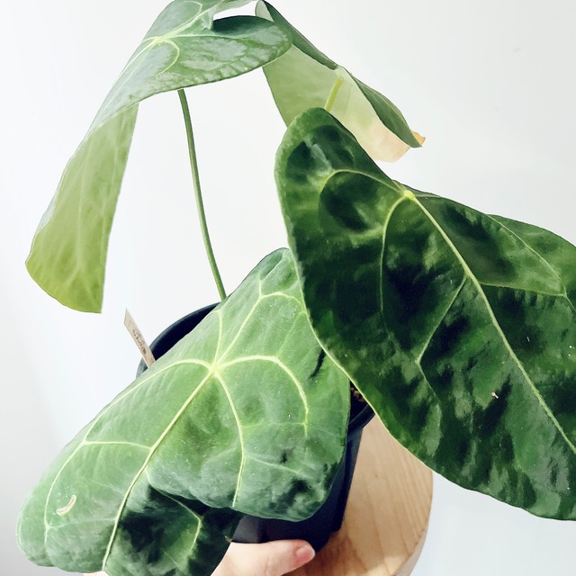 《人気》アンスリウム フォルゲッティ5号鉢 観葉植物 calm cafe