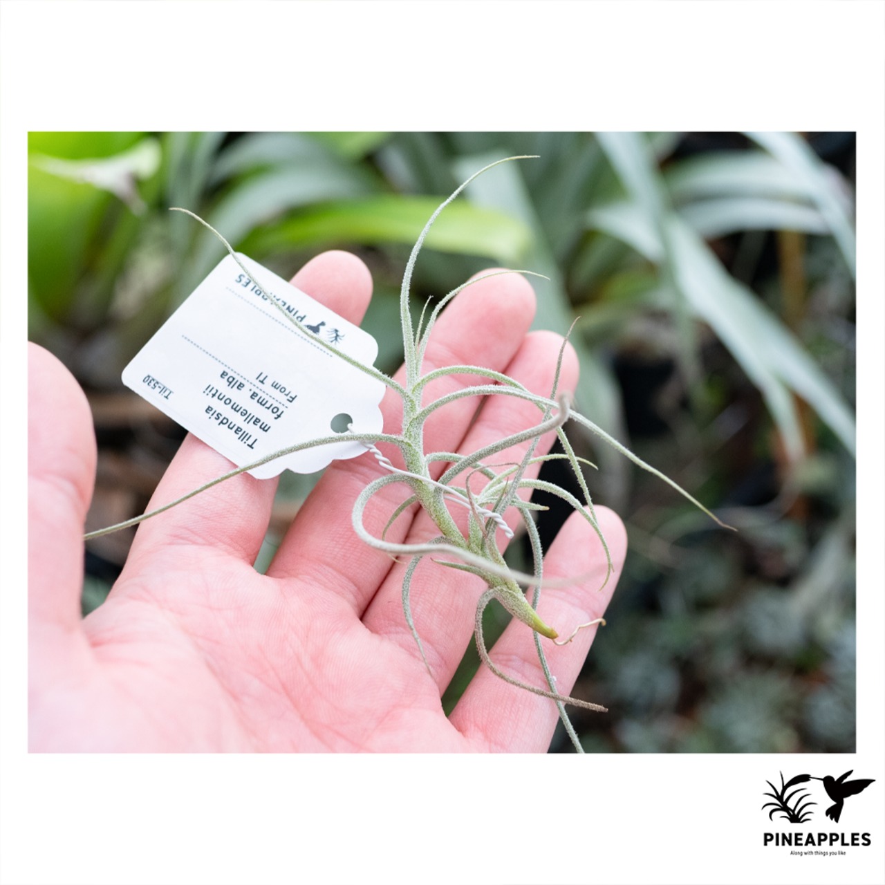 Tillandsia mallemontii forma. alba (TI) - 1