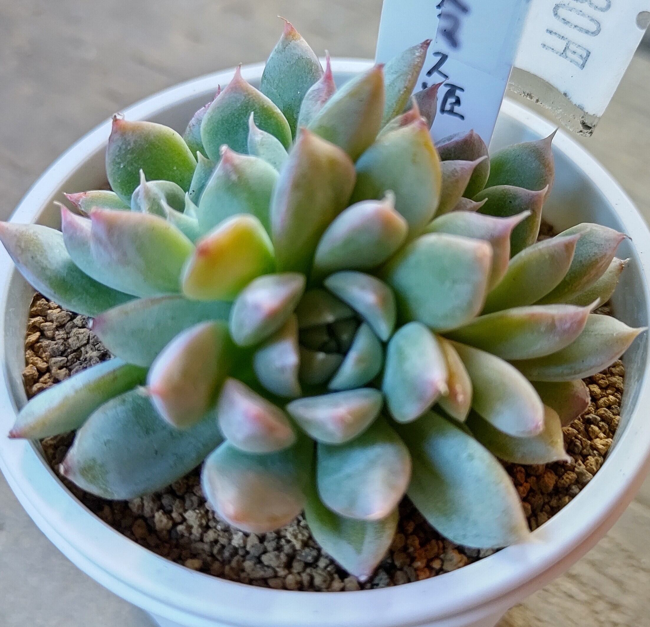 クリスマス姫 | RuPo 多肉植物専門店