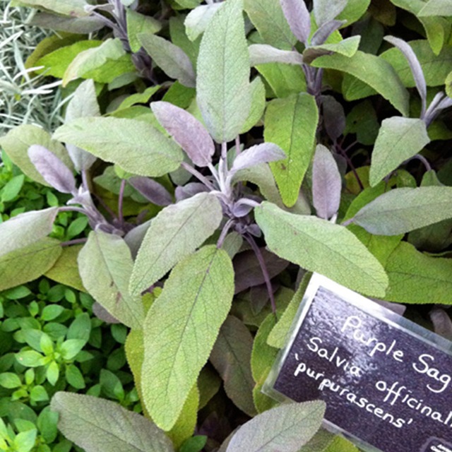 ハーブ 苗 パープル セージ 花苗 苗木 多年生 多年草 栽培 寄せ植え 育て方 使い方 野菜 収穫 時期 作り方 乾燥 ドライ アロマ 香水 強壮 消化促進 健胃 整腸 解熱 血圧降下 サルビア セージグリーン 色 お香 花 花言葉 浄化スプレー ハーブ 苗 パープル セージ 花苗 苗木 多年生 多年草 栽培 寄せ植え 育て方 使い方 野菜 収穫 時期 作り方 乾燥 ドライ アロマ 香水 強壮 消化促進 健胃 整腸 解熱 血圧降下 サルビア セージグリーン 色 お香 花 花言葉 浄化スプレー