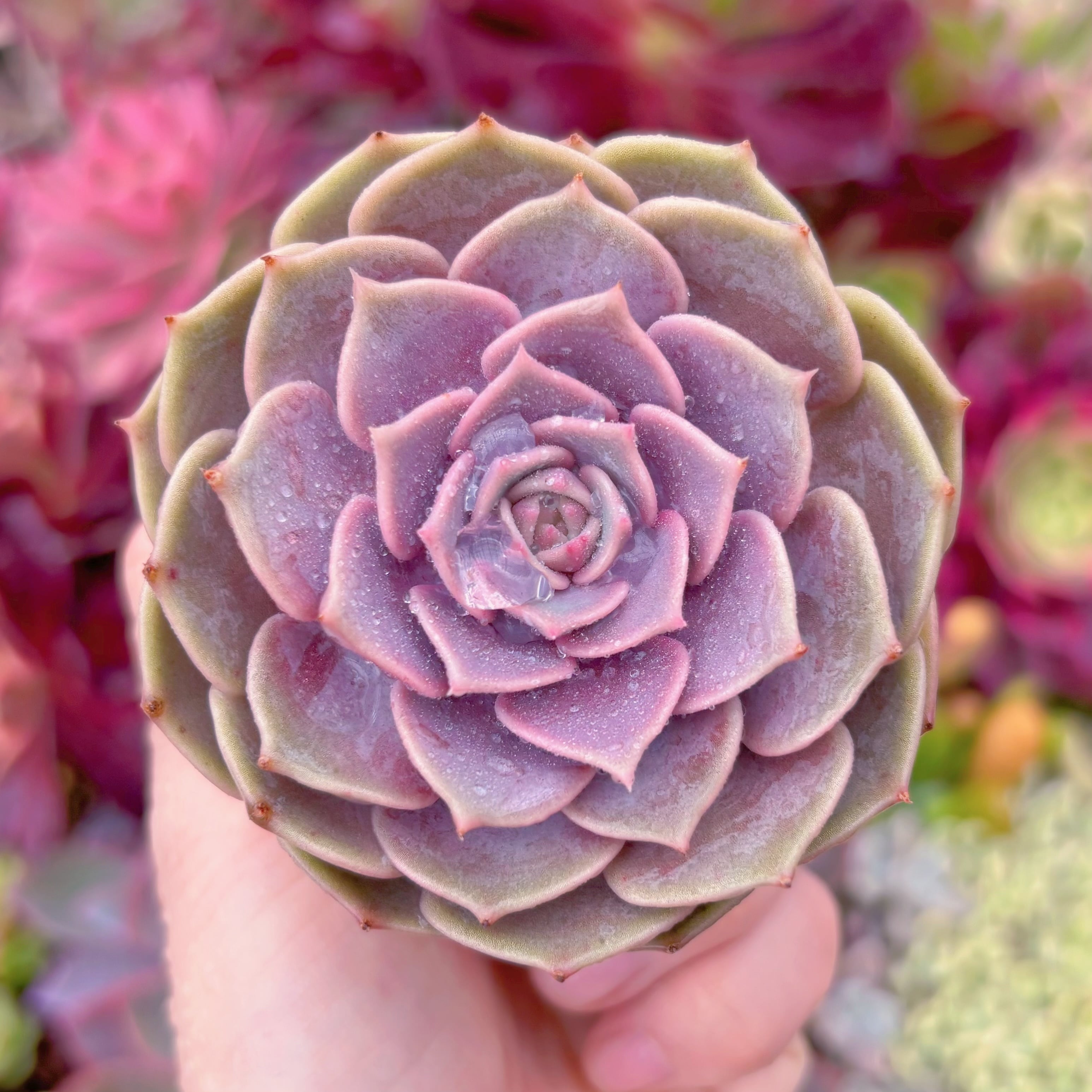 現品　ピンクローラ#852　るる農園