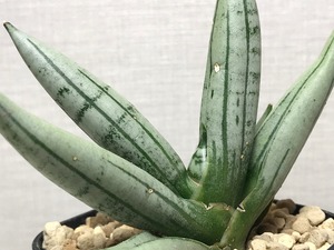 サンスベリア ボンセレンシス プラチナム