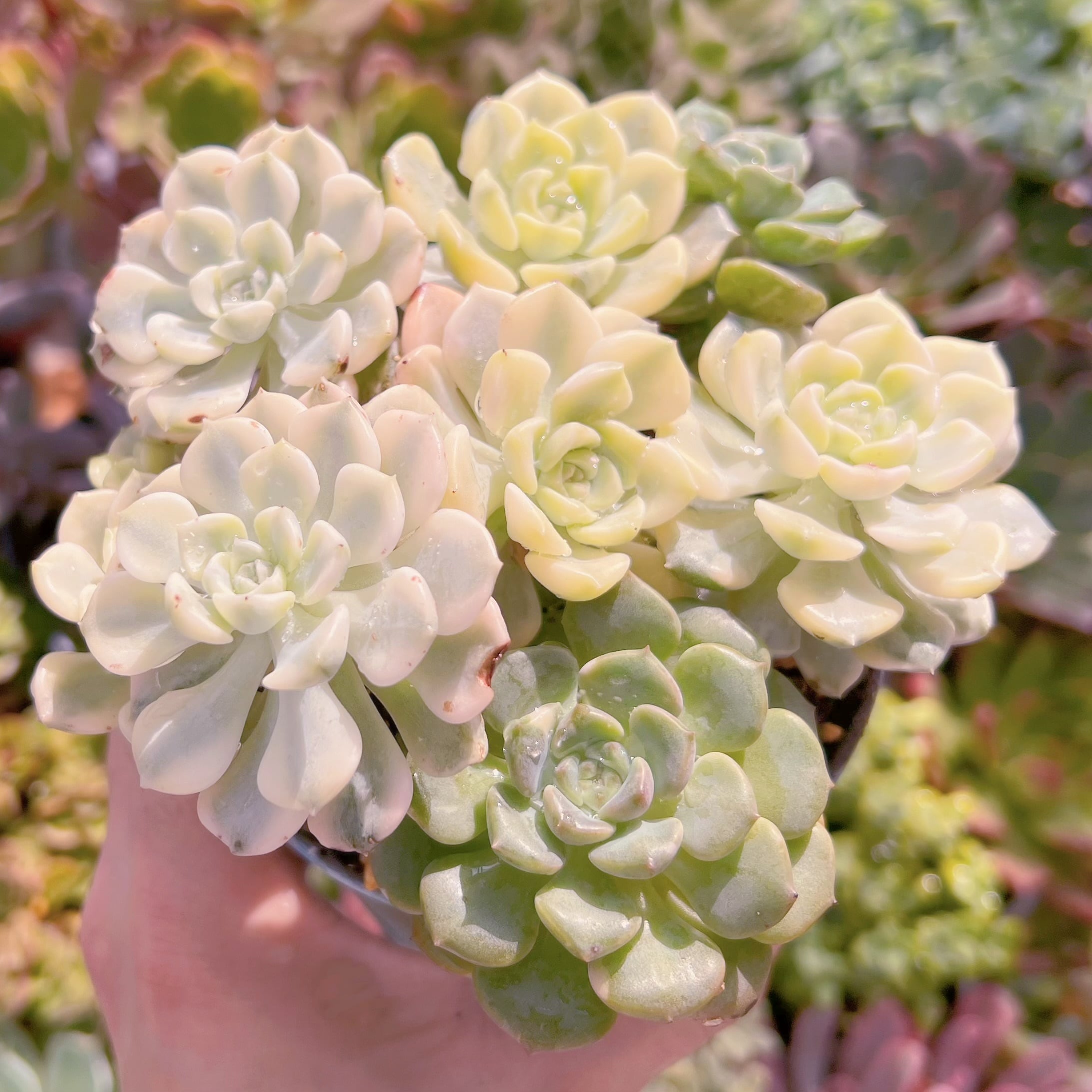 現物　ベビードール錦#696   るる農園