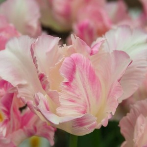 パーロット咲きチューリップ　　淡ピンク　10本