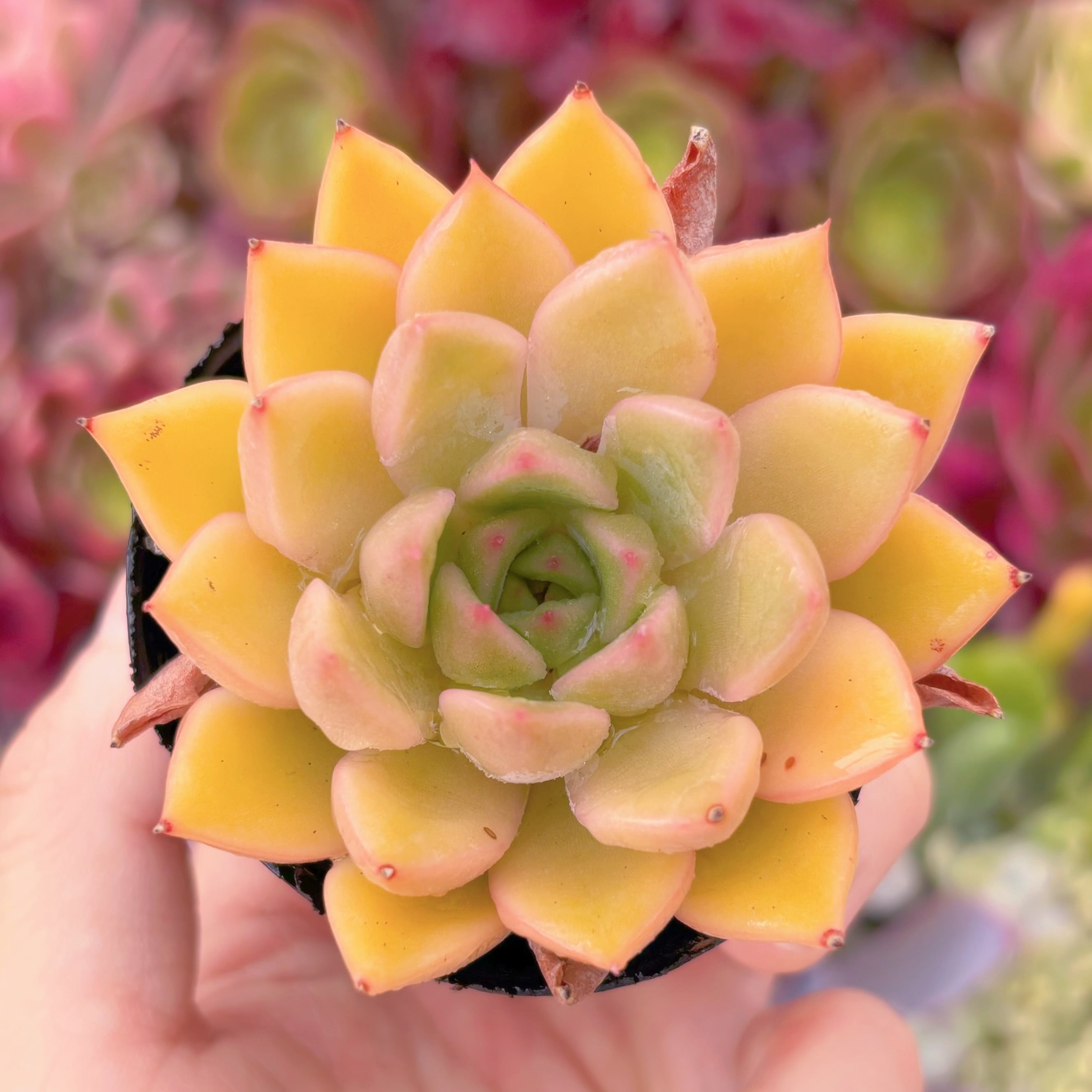 現品　香妃#783　るる農園