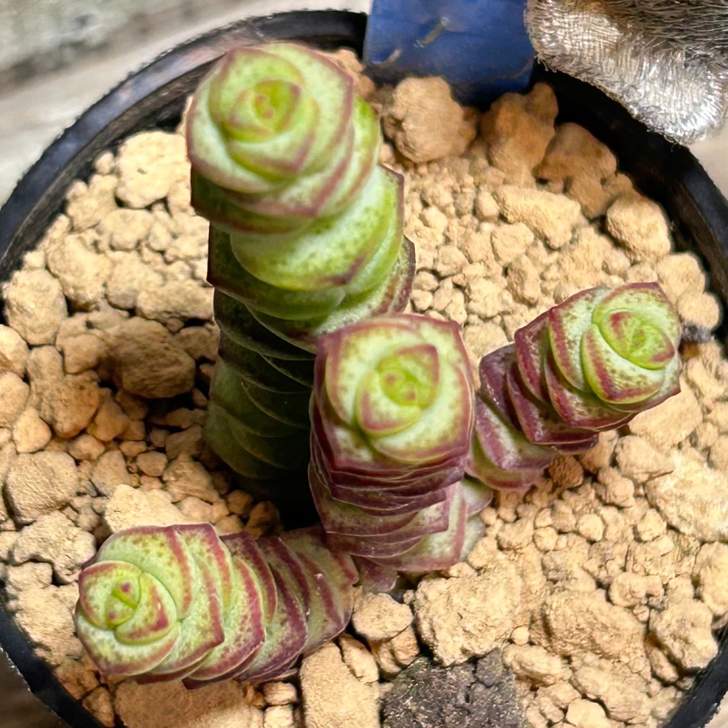 リンダリンダ | RuPo 多肉植物専門店