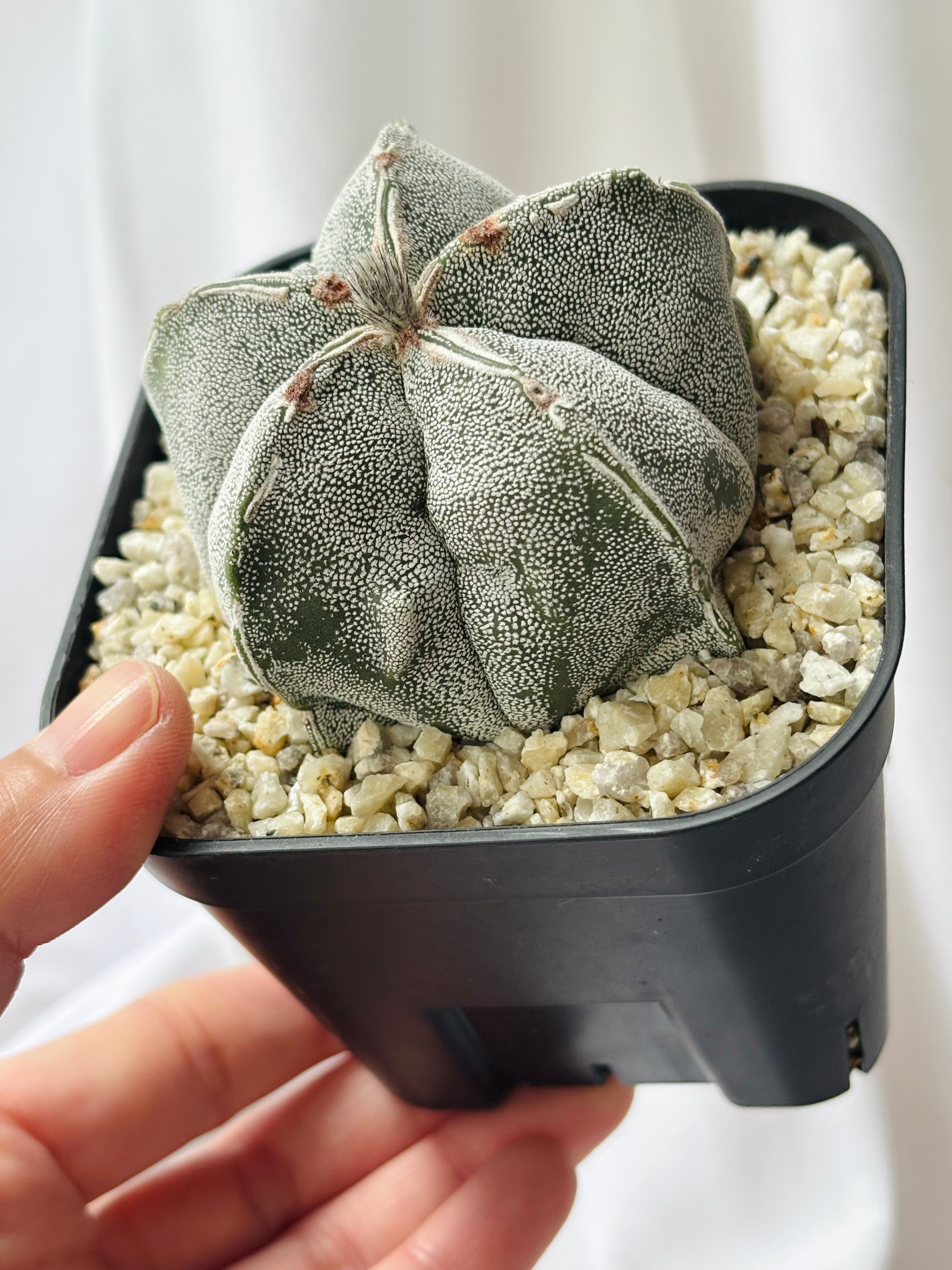 Astrophytum myriostigma アストロフィツム ランポー玉 恩塚×スト