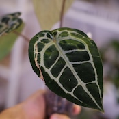 【正規タグ付き】Anthurium 'Michelle' by DOC BLOCK⑬ / アンスリウム・ミシェル│観葉植物