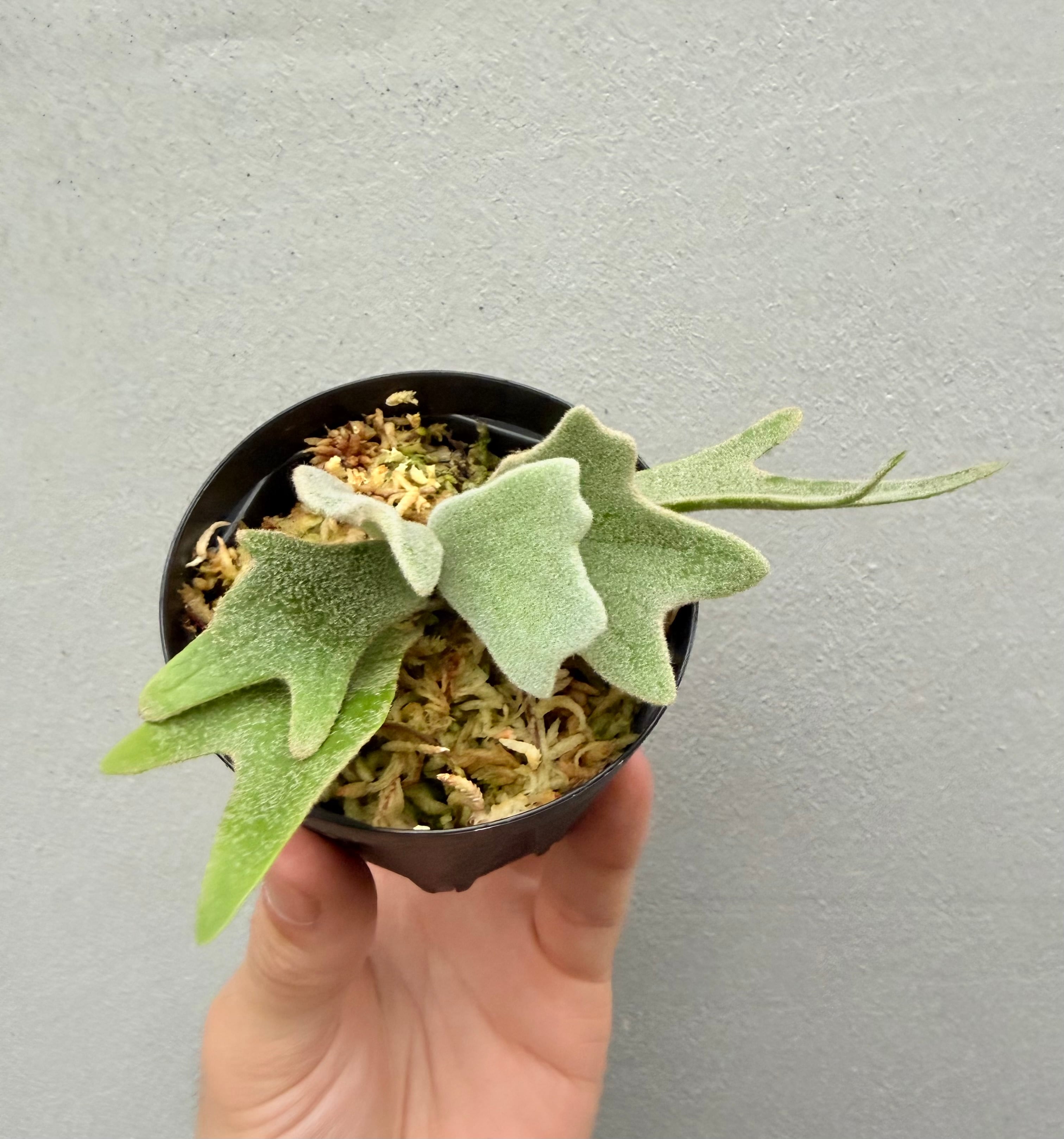 c) P. willinckii 'Frosty Maiden' spore grown ③ビカクシダ