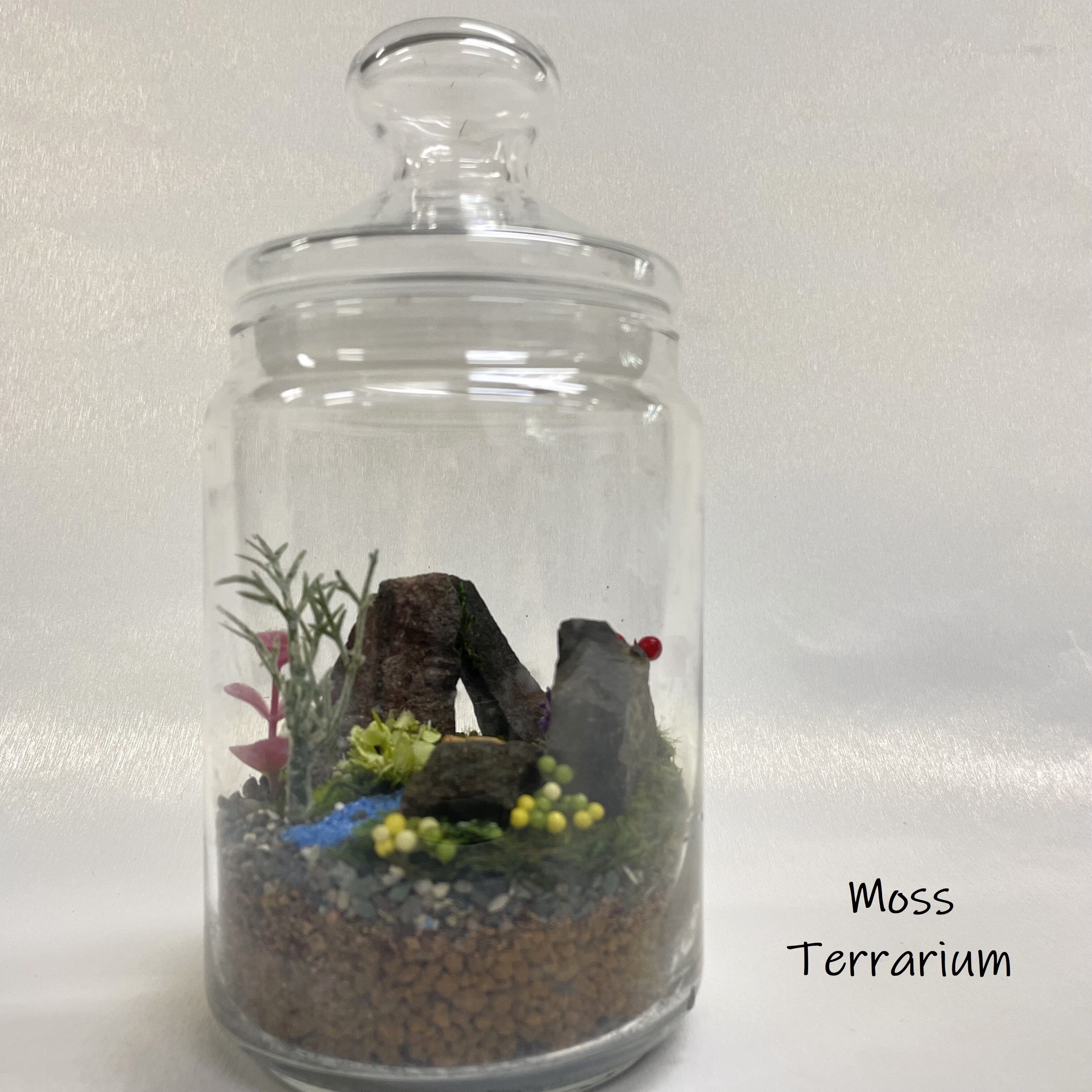 苔テラリウム　コレクション3 d9cad8e71b27878fed373fd5edf7de