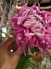 【 1 年分だと1回無料!】全国送料込み★オールジャパーン便|季節のお花を〜!